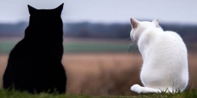black and white cats 400x200