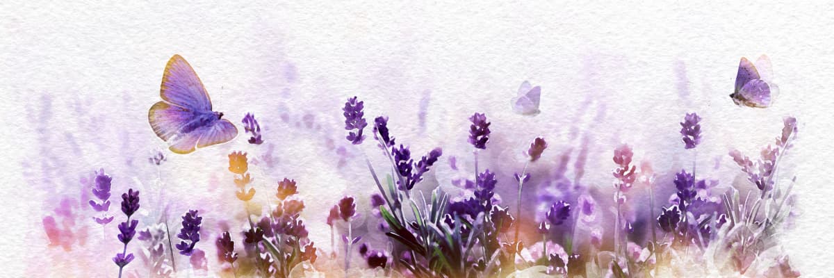 lavender and butterfly